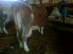 Vaca de vanzare