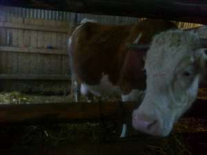 Vaca de vanzare