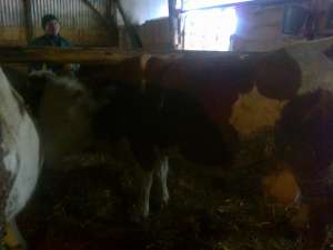 Vaca de vanzare