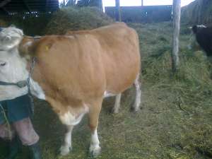 vaca de  vanzare