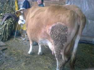 vaca de  vanzare