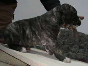 pui presa canario