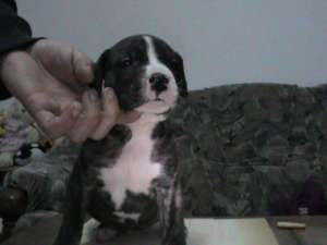 pui presa canario