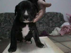 pui presa canario