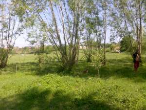 vand 25000 mp teren+iaz