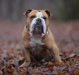 Mascul Bulldog Englez Monta