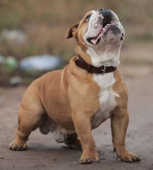 Mascul Bulldog Englez Monta