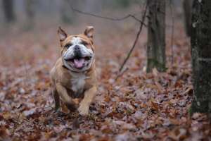 Mascul Bulldog Englez Monta