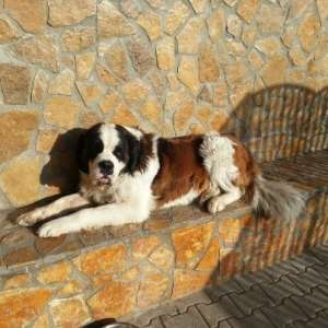 saint bernard cu pedigree