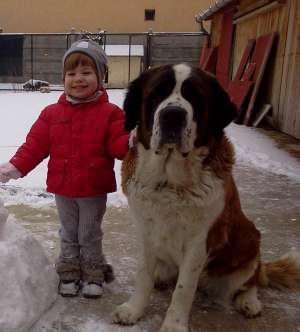 saint bernard cu pedigree