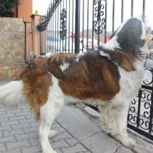 saint bernard cu pedigree