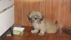 imperechere mascul shih tzu