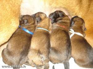 Vand pui superbi de malinois