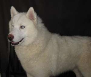CADOUL PERFECT DE V-DAY!! HUSKY SIBERIAN SUPERBI!