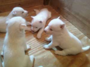 CADOUL PERFECT DE V-DAY!! HUSKY SIBERIAN SUPERBI!