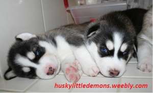 CADOUL PERFECT DE V-DAY!! HUSKY SIBERIAN SUPERBI!