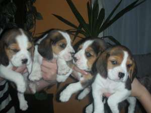 Vand catei Beagle de 7 saptamini tricolori baieti si fete pret 500 ron
