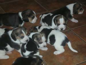 Vand catei Beagle de 7 saptamini tricolori baieti si fete pret 500 ron