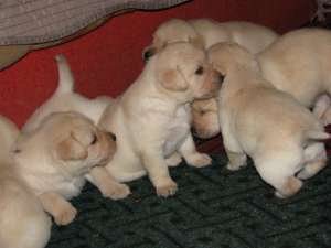 va ofer puiuti labrador de calitate cu pedigree