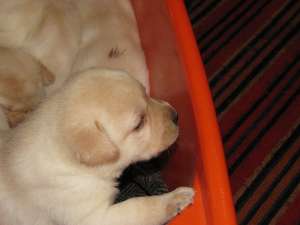 va ofer puiuti labrador de calitate cu pedigree