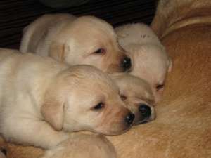 va ofer puiuti labrador de calitate cu pedigree