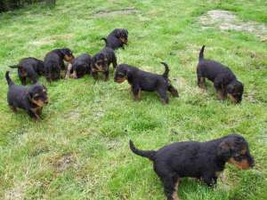 Vand catei Airedale Terrier