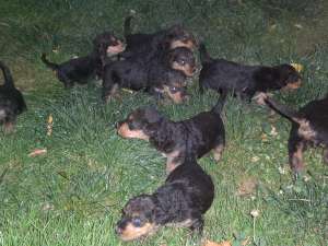 Vand catei Airedale Terrier