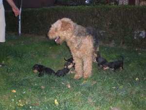 Vand catei Airedale Terrier