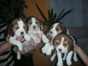 Vand catei Beagle de 7 saptamini 500 ron