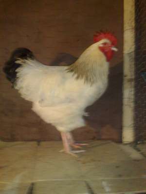 Vand oua si pui SUSSEX ALB