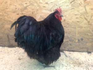 Vand oua si pui orpington negru