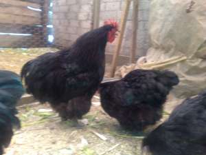 Vand oua si pui orpington negru