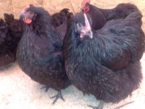 Vand oua si pui orpington negru