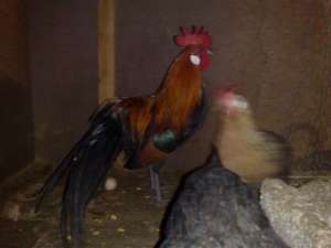 Vand oua si pui Phoenix rosu si galben