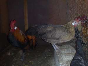 Vand oua si pui Phoenix rosu si galben