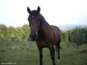 Cal de tractiune