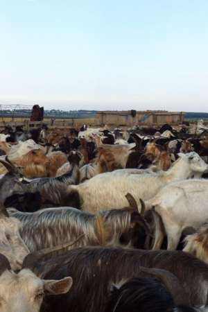 vand 400 de capre