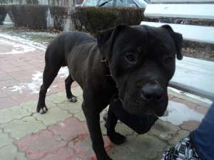 MASCUL AMSTAFF PENTRU MONTA
