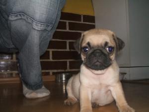 MOPS DE VANZARE