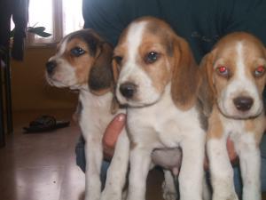 BEAGLE DE VANZARE