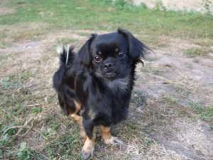 caut mascul pechinez imperial pt imperechere