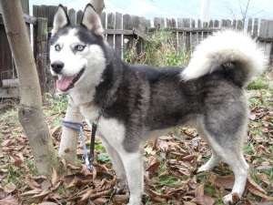 vand husky