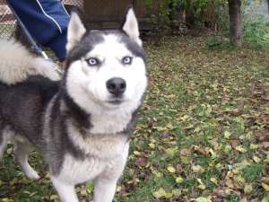 vand husky