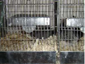 CUSTI CHINCHILLA