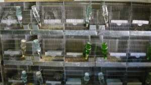 CUSTI CHINCHILLA