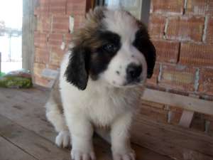 catei saint bernard rasa pura