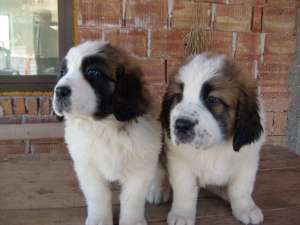 catei saint bernard rasa pura