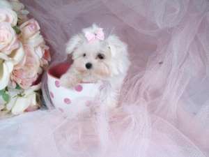 cadoul ideal de Valentine