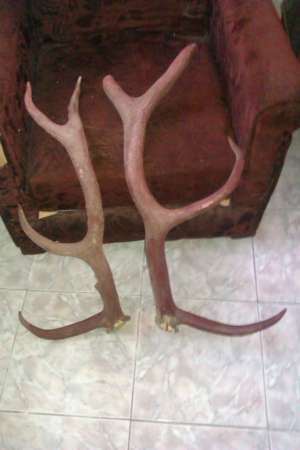 coarne de cerb