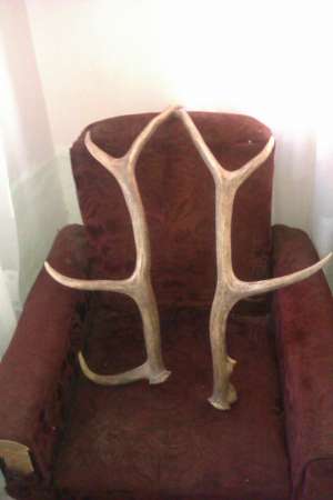 coarne de cerb